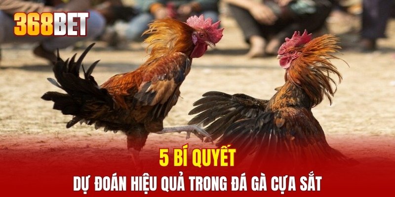 5 bí quyết dự đoán hiệu quả trong đá gà cựa sắt